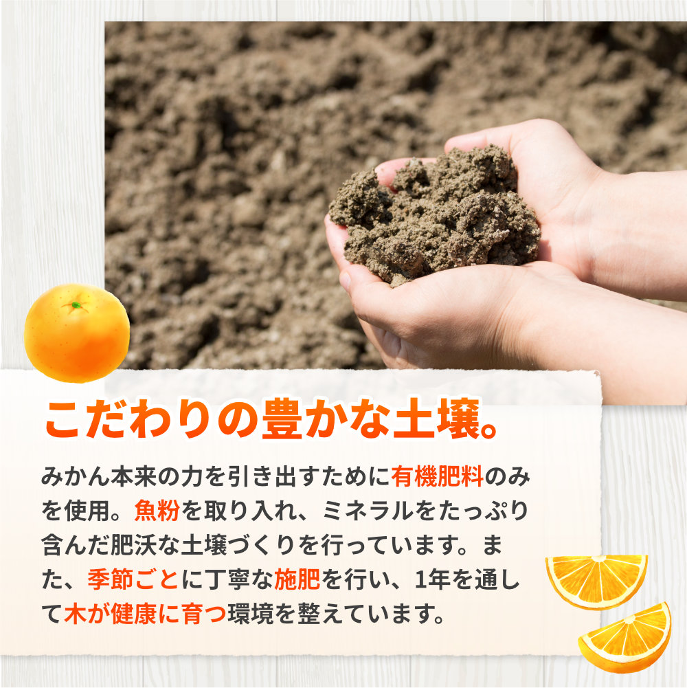 完熟 清見 オレンジ 2kg 久幸園 / 清見オレンジ 清見タンゴール きよみ 清美 甘い 高級 和歌山 柑橘 ※4月上旬～5月下旬に順次発送  【hsk011-r-2】