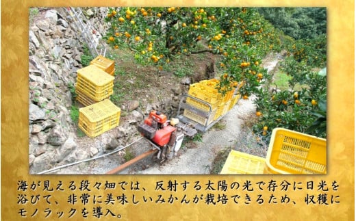 鹿蔵の 有田 みかん プレミアム 1kg+250g(傷み補償分) 光センサー 選果 / 温州みかん 有田みかん 甘い 高級 厳選 和歌山 柑橘 ※11月中旬〜1月下旬に順次発送 ※北海道・沖縄・離島への配送不可 【ikd004-prem-1B】