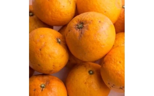 甘夏柑 家庭用 5kg+250g（痛み補償分） 光センサー / みかん 甘い 訳あり 柑橘 晩柑 和歌山 有田 ※4月上旬～6月下旬頃に順次発送 ※北海道・沖縄・離島への配送不可 【ikd023-c-5A】