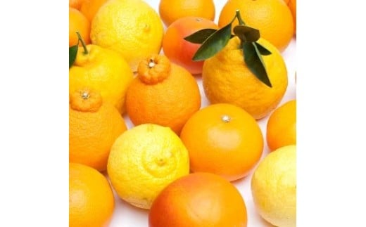 柑橘 詰合せ 1kg+250g（痛み補償分） 厳選 光センサー / 高級 みかん 不知火 清見 八朔 伊予間 セミノール レモン ３種類以上 詰め合わせ 晩柑 ※1月上旬～6月上旬頃に順次発送 ※北海道・沖縄・離島への配送不可 【ikd049-p-1A】