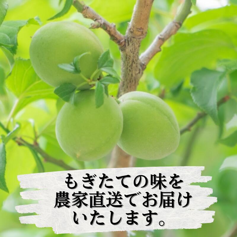 青梅 厳選 南高梅 1kg+250g（痛み補償分） / 梅 梅ジュース 梅酒 梅干し 高級 和歌山 ※5月~6月発送予定 ※北海道・沖縄・離島への配送不可 【ikd508-p-1G】