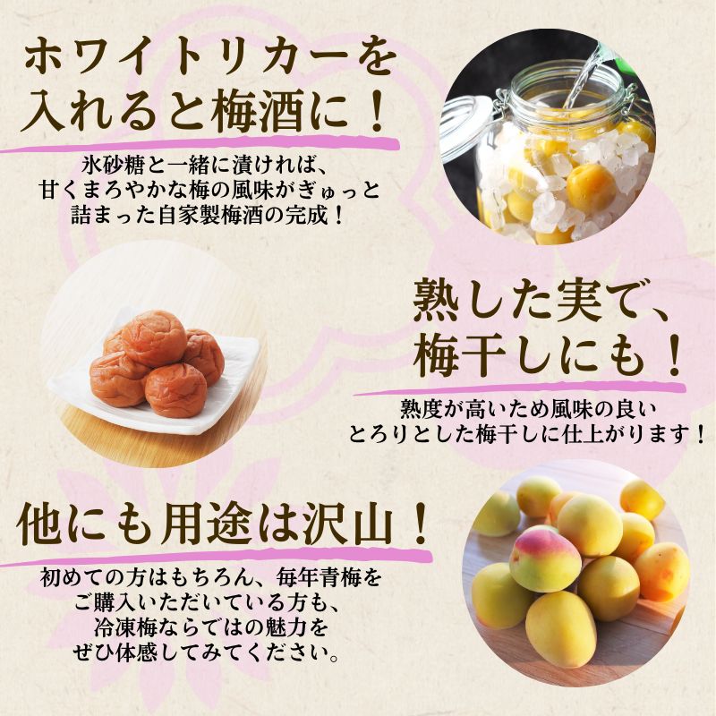冷凍 梅 10kg 家庭用 / 南高梅 訳あり 黄梅 完熟梅 梅ジュース 梅酒 和歌山 ※7月上旬より翌年3月末まで順次発送 ※北海道・沖縄・離島への配送不可 【ikd510-c-10A】