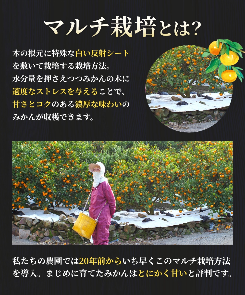 有田 みかん 特選 10kg 【 創業120年 農家直送 】 / 温州みかん 有田みかん 甘い 高級 和歌山 柑橘 ※11月中旬～2月上旬に順次発送 【isy004-r-10B】