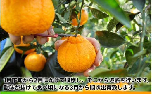 タカじいの 不知火 ( しらぬい ） 5kg / デコポン 甘い 和歌山 有田 柑橘 ※3月上旬～3月下旬に順次発送 【krs010-r-5】