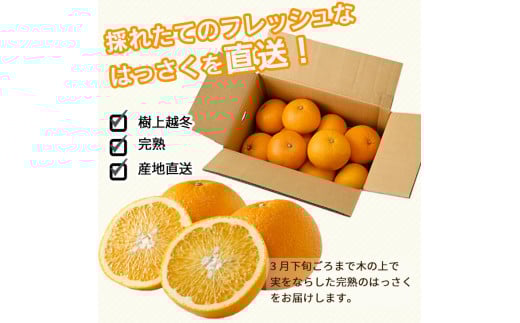 タカじいの 完熟 さつき はっさく家庭用 10kg (M～2Lサイズ) / 八朔 訳あり 和歌山 有田 柑橘 ※4月上旬〜4月下旬に順次発送【krs022-c-10】
