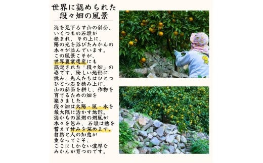  有田 みかん 小玉 5kg / 有田みかん 温州みかん 甘い 小玉 和歌山 柑橘 5kg ※※11月上旬～翌年1月に順次発送予定【krt004-s-5】