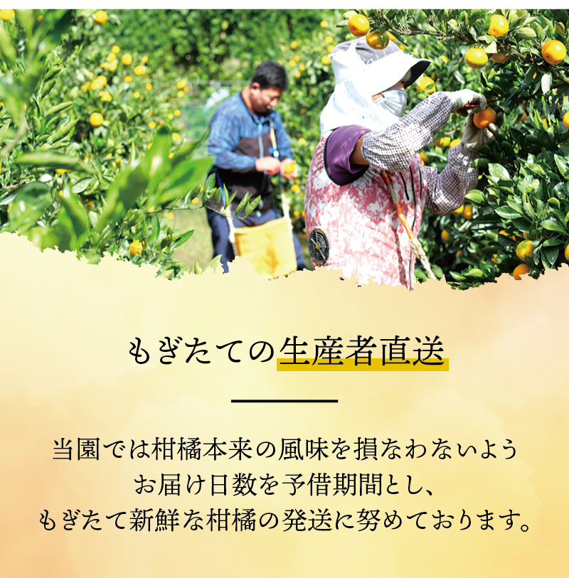 有田 みかん 訳あり 6kg 光センサー 選別 / 温州みかん 有田みかん 甘い 家庭用 和歌山 柑橘 ※2027年1月順次発送 ※北海道・沖縄・離島への配送不可 【nuk004-c-6-janH】
