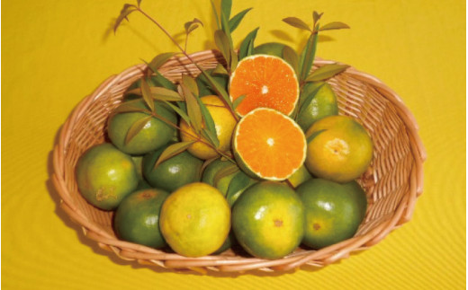 由良早生 みかん 5kg 秀品 / ゆら早生 温州みかん 極早生 甘い 和歌山 柑橘 ※2026年10月上旬～10月下旬頃順次発送予定  ※北海道・沖縄・離島への配送不可【sml003-yura-r5A】