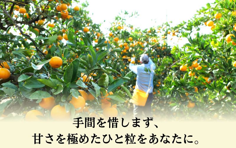 【ANA限定】特A級 ちっ濃いみかん 3kg (有田みかん)　【tkn005-s-5-ana】