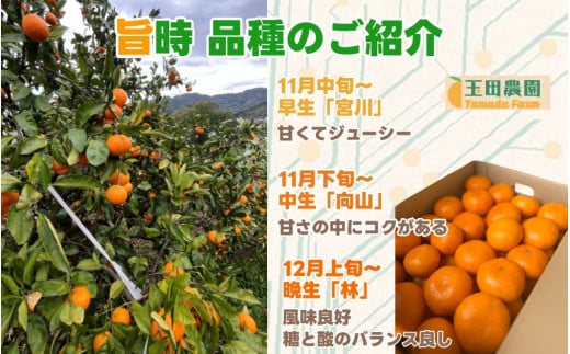 有田 みかん 旨時 体に優しい玉ちゃんみかん 2kg / 温州みかん 有田みかん 甘い 和歌山 柑橘 ※12月初旬～2月中旬に順次発送 【tmd004-cu-2】