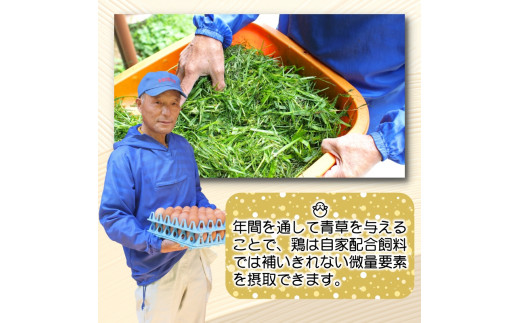 平飼い！高級有精卵 50個入り（Lサイズ） / 玉子 たまご 高級 平飼い 贈答 【ymg609-p-50】