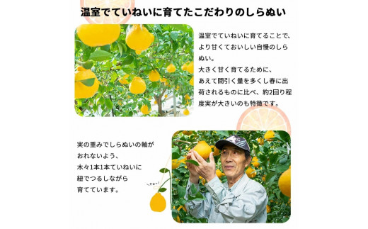 【12月発送】 温室 不知火 （ しらぬい ） 3kg（7〜8玉）化粧箱入 / デコポン ハウス栽培 甘い 和歌山 柑橘 お歳暮 ※11月下旬〜12月下旬に順次発送 【ymk006-p-3】