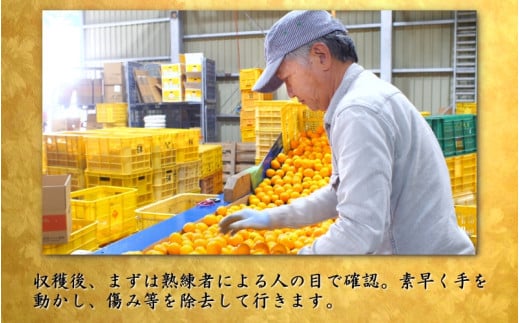 鹿蔵の 有田 みかん プレミアム 10kg+250g(傷み補償分) 光センサー 選果 / 温州みかん 有田みかん 甘い 高級 厳選 和歌山 柑橘 ※11月中旬〜1月下旬に順次発送 ※北海道・沖縄・離島への配送不可 【ikd004-prem-10B】