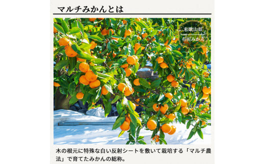 有田 みかん 特選 10kg 【 創業120年 農家直送 】 / 温州みかん 有田みかん 甘い 高級 和歌山 柑橘 ※11月中旬～1月中旬に順次発送 【isy004-r-10B】