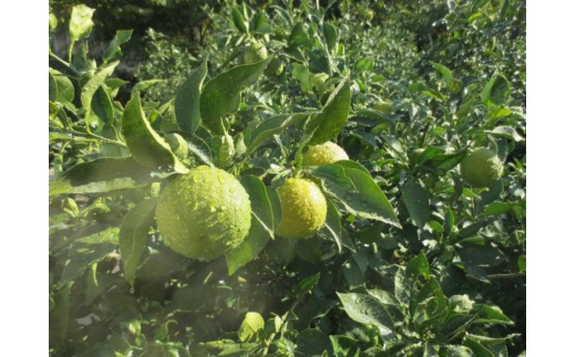 ■紀伊路屋　有田のみかん果皮粉末50ｇ＋じゃばらグミ ※5月～10月は発送休止【kjy147-hun-gu】