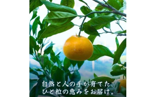  有田 みかん 小玉 5kg / 有田みかん 温州みかん 甘い 小玉 和歌山 柑橘 5kg ※※11月上旬～翌年1月に順次発送予定【krt004-s-5】