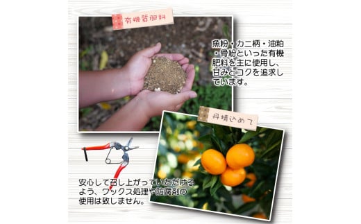 ちっちゃな 有田みかん こつぶみかん 家庭用 10kg （3S～2Sサイズ混合） 光センサー選別 ※2026年11月中旬～2027年1月中旬に順次発送予定 ※北海道・沖縄・離島への配送不可 / 温州みかん みかん 甘い 柑橘 果物 和歌山 【nuk004-s-10B】