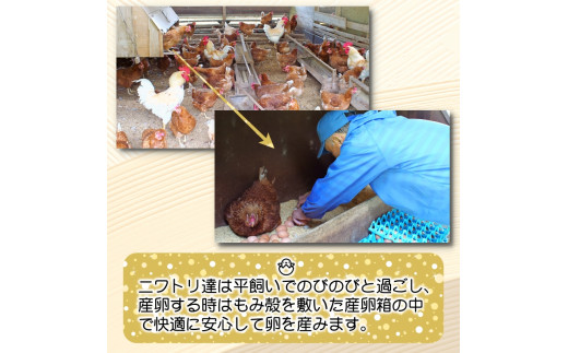 平飼い！高級有精卵 30個入り（Lサイズ） / 玉子 たまご 高級 平飼い 贈答 【ymg609-p-30】