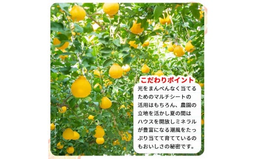 【12月発送】 温室 不知火 （ しらぬい ） 3kg（7〜8玉）化粧箱入 / デコポン ハウス栽培 甘い 和歌山 柑橘 お歳暮 ※11月下旬〜12月下旬に順次発送 【ymk006-p-3】