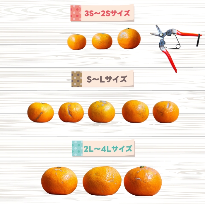 有田育ちの ご家庭用 完熟 有田みかん 3.2kg(3kg+200g) 農家直送 わけあり 訳あり ※2026年10月上旬から下旬頃に順次発送予定 / 温州みかん みかん フルーツ 果物  柑橘 くだもの 人気 和歌山 【配送不可地域：北海道・離島・沖縄県】【ard004-c-3d2-10】