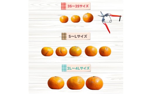 【家庭用】 はるみ 5kg+250g（痛み補償分） 光センサー選別 / 訳あり 有田 みかん 柑橘 蜜柑 くだもの 果物 果実 フルーツ 和歌山 デコポン の姉妹品種 ※2月上旬～3月下旬頃に順次発送予定 ※北海道・沖縄・離島配送不可【ikd013-c-5A】