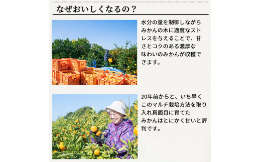 有田 みかん 特選 7.5kg【 創業120年 農家直送 】 / 温州みかん 有田みかん 甘い 高級 和歌山 柑橘 ※11月中旬～1月中旬に順次発送 【isy004-r-7d5C】