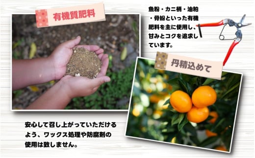 有田 みかん 訳あり 10kg 光センサー 選別 / 温州みかん 有田みかん 甘い 家庭用 和歌山 柑橘 ※2026年11月順次発送 ※北海道・沖縄・離島への配送不可【nuk004-c-10-novH】