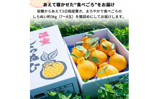 【12月発送】 温室 不知火 （ しらぬい ） 3kg（7〜8玉）化粧箱入 / デコポン ハウス栽培 甘い 和歌山 柑橘 お歳暮 ※11月下旬〜12月下旬に順次発送 【ymk006-p-3】