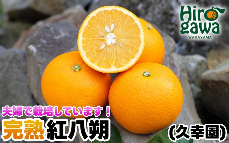 完熟 紅八朔 10kg 久幸園 / はっさく 甘い 和歌山 柑橘 ※3月中旬～4月中旬頃に順次発送予定【hsk022-beni-10】