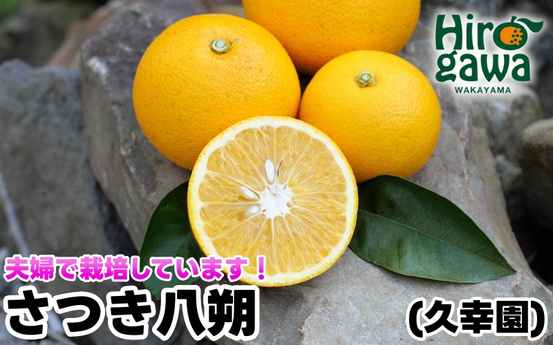 完熟 さつき 八朔 10kg / はっさく 甘い 和歌山 柑橘 ※4月上旬～5月上旬頃に順次発送予定【hsk022-r-10】