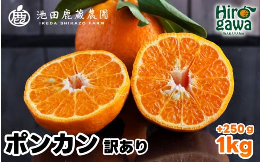  家庭用 ポンカン 1kg+250g（痛み補償分） 光センサー 食頃出荷 / 訳あり 有田 みかん 柑橘 蜜柑 くだもの 果物 果実 フルーツ 和歌山 ※1月中旬～2月下旬頃に順次発送予定 ※北海道・沖縄・離島への配送不可 【ikd008-c-1】