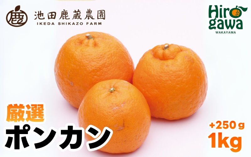  厳選 ポンカン 1kg+250g（痛み補償分） 光センサー 食頃出荷 / 有田 みかん 柑橘 蜜柑 くだもの 果物 果実 フルーツ 和歌山 ※1月中旬～2月下旬頃に順次発送予定 ※北海道・沖縄・離島への配送不可 【ikd008-p-1】