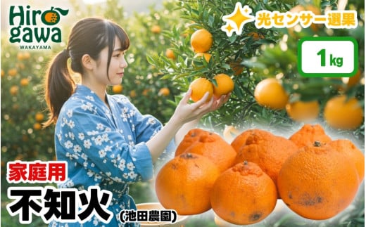 不知火 （ しらぬい ） 1kg+250g（痛み補償分） 家庭用 光センサー / デコポン 訳あり 甘い 和歌山 柑橘 ※2月上旬～3月下旬に順次発送 ※北海道・沖縄・離島への配送不可 【ikd010-c-1C】