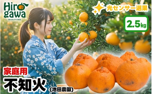 不知火 （ しらぬい ） 2.5kg+250g（痛み補償分） 家庭用 光センサー / デコポン 訳あり 甘い 和歌山 柑橘 ※2月上旬～3月下旬に順次発送 ※北海道・沖縄・離島への配送不可 【ikd010-c-2d5C】