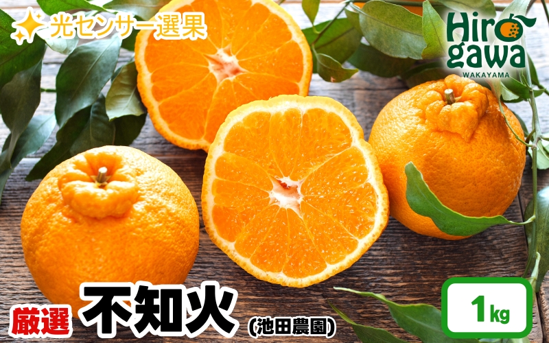 不知火 （ しらぬい ） 1kg+250g（痛み補償分） 厳選 光センサー / デコポン 高級 甘い 和歌山 柑橘 ※2月上旬～3月下旬に順次発送 ※北海道・沖縄・離島への配送不可 【ikd010-p-1A】
