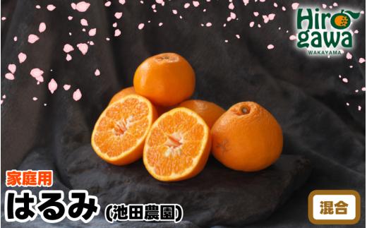 【家庭用】 はるみ 5kg+250g（痛み補償分） 光センサー選別 / 訳あり 有田 みかん 柑橘 蜜柑 くだもの 果物 果実 フルーツ 和歌山 デコポン の姉妹品種 ※2月上旬～3月下旬頃に順次発送予定 ※北海道・沖縄・離島配送不可【ikd013-c-5A】