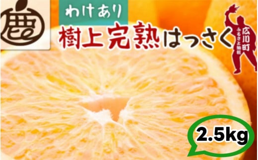 樹上 完熟 はっさく 2.5kg+250g 家庭用 光センサー / 八朔 訳あり 木なり 甘い 和歌山 有田 柑橘 ※4月上旬〜5月上旬に順次発送 ※北海道・沖縄・離島への配送不可 【ikd022-c-2d5】