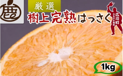 樹上 完熟 はっさく 1kg+250g 厳選 光センサー / 八朔 高級 木なり 甘い 和歌山 有田 柑橘 ※4月上旬〜5月上旬に順次発送 ※北海道・沖縄・離島への配送不可 【ikd022-p-1】