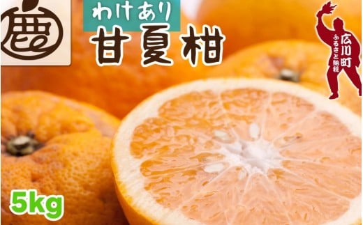 甘夏柑 家庭用 5kg+250g（痛み補償分） 光センサー / みかん 甘い 訳あり 柑橘 晩柑 和歌山 有田 ※4月上旬～6月下旬頃に順次発送 ※北海道・沖縄・離島への配送不可 【ikd023-c-5A】