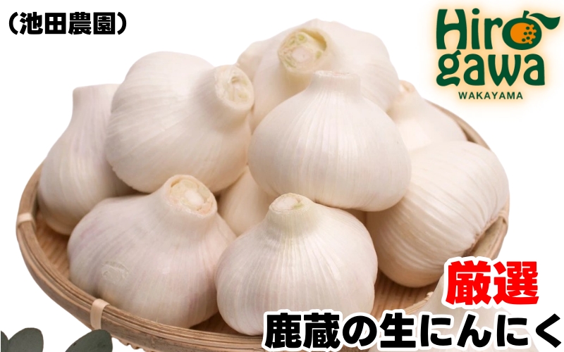 生 にんにく 500g 厳選 / 生にんにく 国産 高級  ※5月上旬～5月下旬に順次発送 ※北海道・沖縄・離島への配送不可【ikd403-r-500A】