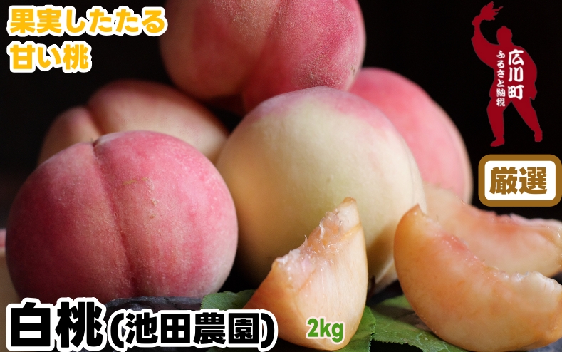 厳選 白桃 2kg / 桃 もも 甘い 高級 和歌山 ※7月上旬～7月下旬に順次発送 ※北海道・沖縄・離島への配送不可 【ikd501-p-2A】