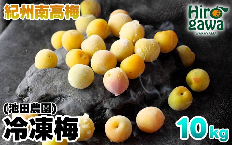 冷凍 梅 10kg 家庭用 / 南高梅 訳あり 黄梅 完熟梅 梅ジュース 梅酒 和歌山 ※7月上旬より翌年3月末まで順次発送 ※北海道・沖縄・離島への配送不可 【ikd510-c-10A】