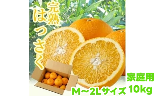タカじいの 完熟 さつき はっさく家庭用 10kg (M～2Lサイズ) / 八朔 訳あり 和歌山 有田 柑橘 ※4月上旬〜4月下旬に順次発送【krs022-c-10】
