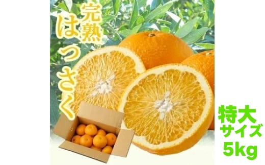 タカじいの 完熟 さつき はっさく 5kg/ 八朔 特大サイズ 和歌山 有田 柑橘 ※4月上旬〜4月下旬に順次発送 【krs022-l-5A】