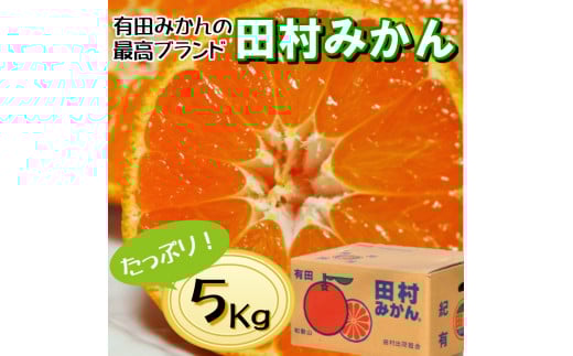 有田の高級みかん【田村みかん】秀品！たっぷり 5kg ギフトにもオススメ (S～Lサイズおまかせ) ※2025年11月上旬～2026年1月下旬頃発送予定  / みかん ミカン 有田みかん 温州みかん 柑橘 有田 和歌山 果物 フルーツ【ngt004-tamura-5】