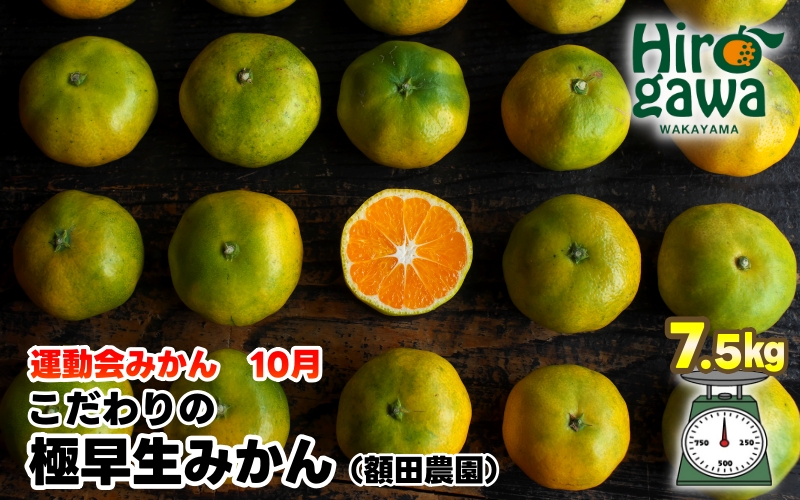 【先行予約】極早生 みかん 家庭用 7.5kg / 極早生みかん 温州みかん 甘い 家庭用 和歌山 柑橘 ※2026年10月上旬～11月上旬順次発送 ※北海道・沖縄・離島への配送不可 【nuk003-r-7d5C】