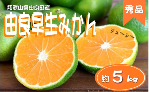 由良早生 みかん 5kg 秀品 / ゆら早生 温州みかん 極早生 甘い 和歌山 柑橘 ※2026年10月上旬～10月下旬頃順次発送予定  ※北海道・沖縄・離島への配送不可【sml003-yura-r5A】