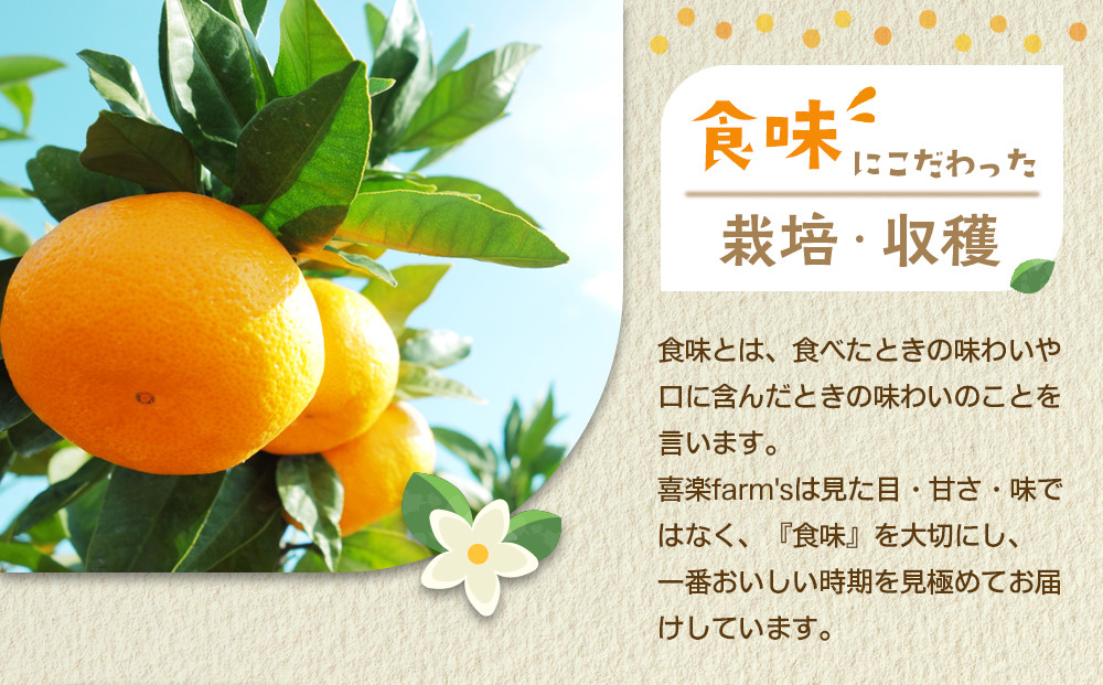 産地直送 有田みかん サイズ 不揃い 約10kg 喜楽farms 【2025年11月以降順次発送】