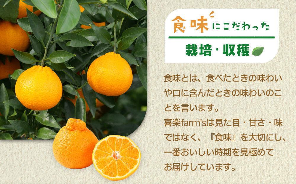 【産地直送】☆不知火☆家庭用☆約10kg