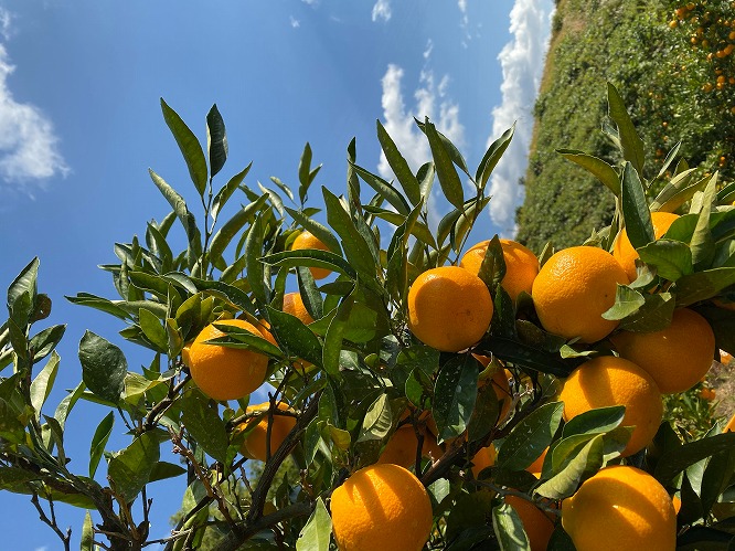 【みかんジュース】有田の恵み200ml×6本